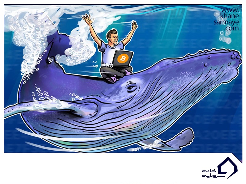 نهنگ ها در بازار ارزدیجیتال به چه کسانی اطلاق میشود؟